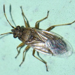 Nysius senecionis